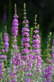 Photo, miso haagi, bombana, flower, 