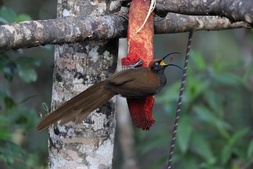 チャイロカマハシフウチョウの写真