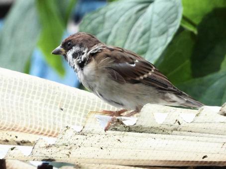 小屋の上にとまるスズメ 小屋の上にとまるスズメ 鳥,野鳥,スズメの写真素材