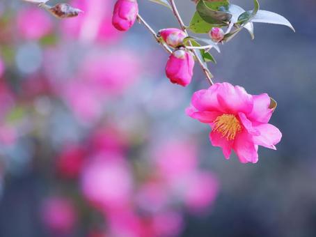 ピンクの山茶花の花 花,山茶花,植物の写真素材
