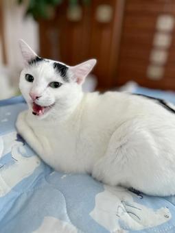 Meow~♡Oto-chan, JPG Meow~♡Oto-chan, JPG