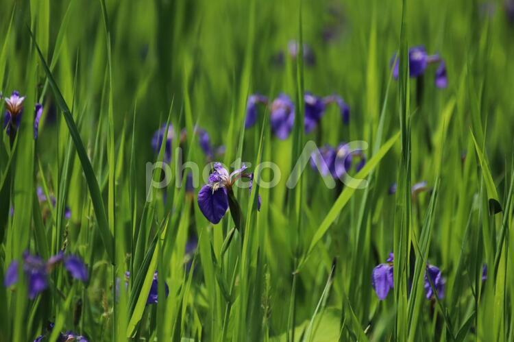 ヒオウギアヤメ1 ヒオウギアヤメ,アヤメ,花の写真素材