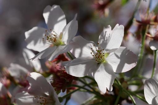 桜 桜の写真