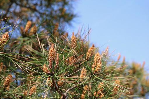 Pine buds shining against the blue sky, JPG