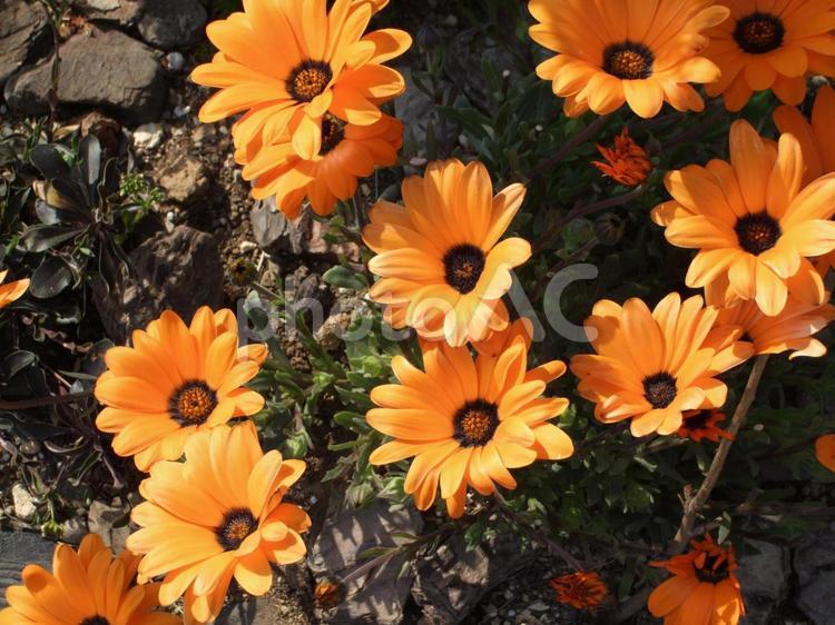 オレンジ色の花　ディモルフォセカ オレンジ色の花,ディモルフォセカ,花の写真素材