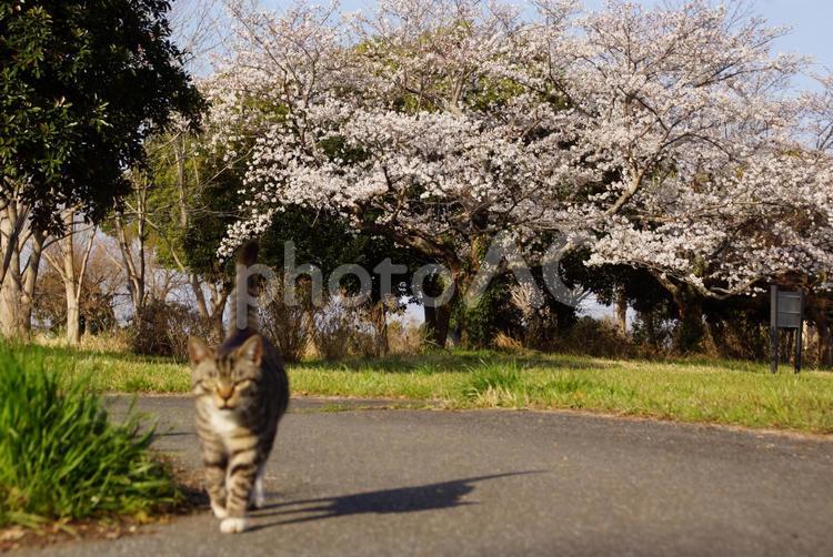お散歩 お散歩,猫,ネコの写真素材