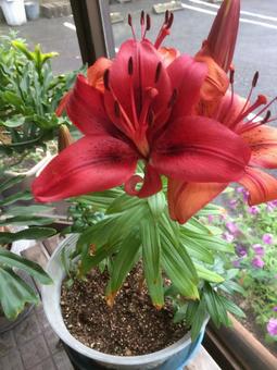 赤い花 赤い花の写真