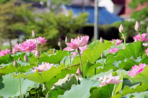 蓮の花 蓮の花の写真
