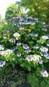 花 花の写真