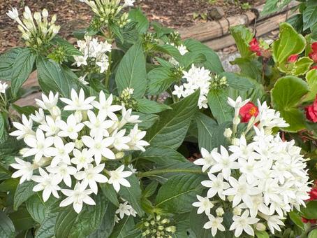 花壇に咲く白いペンタス 花壇に咲く白いペンタスの写真
