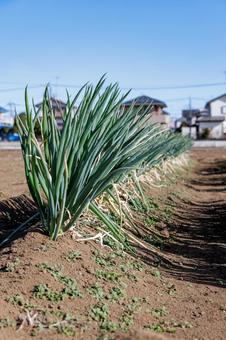 青空とネギ 青空とネギの写真