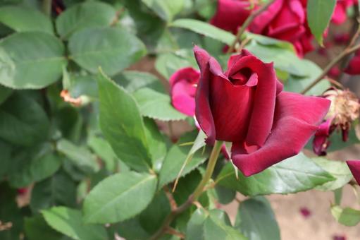 バラ園に咲く赤い薔薇を撮りました バラ園に咲く赤い薔薇を撮りましたの写真