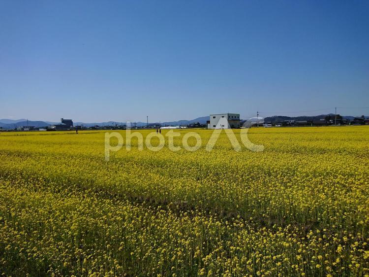 菜の花畑と青空 菜の花,菜の花畑,春の写真素材