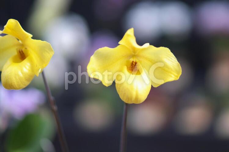 百合が原公園の洋ラン展 らん,蘭,花の写真素材