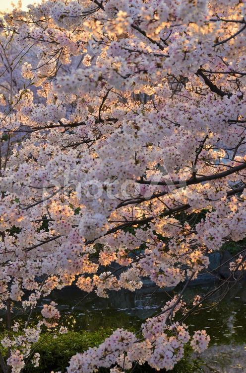 朝日に照らされた雰囲気がある満開の桜 桜,朝日,木々の写真素材