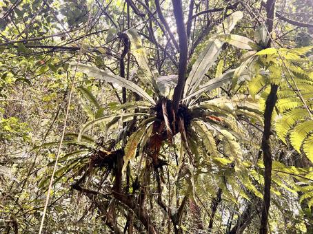 スマトラ島・クリンチ山 クリンチ山,kerinci,スマトラ島の写真素材