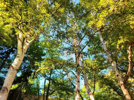 白樺の木と木漏れ日 初秋の青空 白樺の木と木漏れ日 初秋の青空 白樺,木漏れ日,木々の写真素材