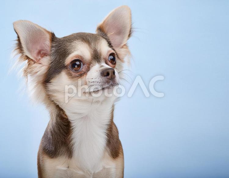 チワワ 犬,動物,チワワの写真素材