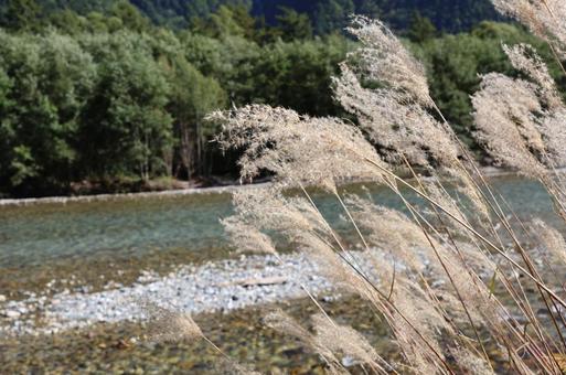 ススキと梓川の写真