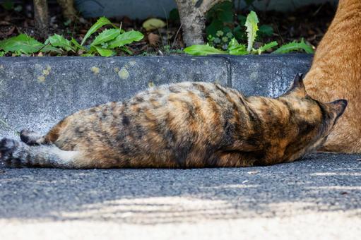 猫(237) 猫(237)の写真