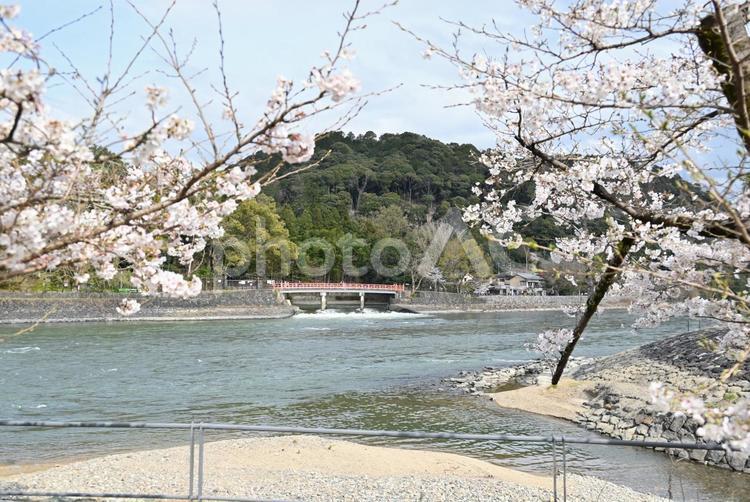 京都　宇治川　桜　2022年 京都,宇治川,桜の写真素材