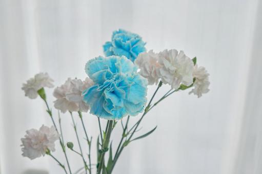 穏やかな光と綺麗なカーネーションの生花 背景,生花,花の写真素材