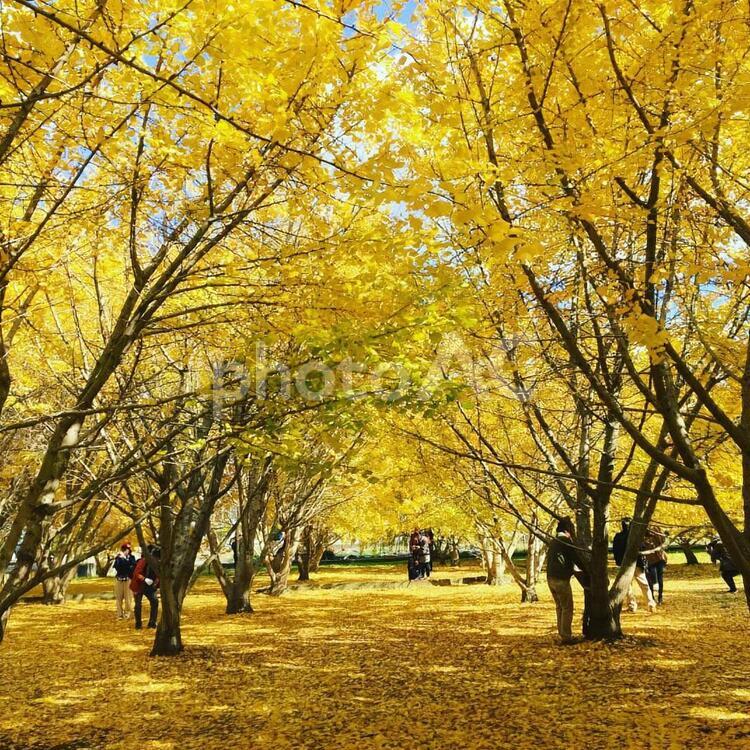 銀杏　いちょう　紅葉　イチョウ いちょう,イチョウ,晩秋の写真素材