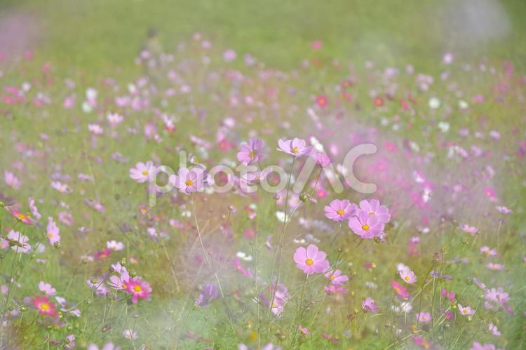 ふんわりコスモス花畑 コスモス,秋桜,花畑の写真素材