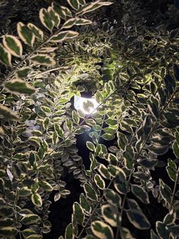 葉陰に灯る庭灯 葉陰に灯る庭灯 夜,葉っぱ,植物の写真素材