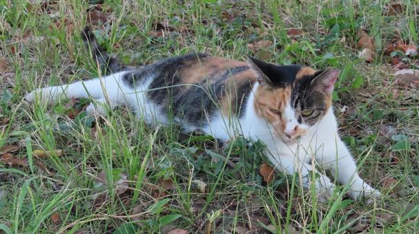 鼻を蚊に刺されている夕涼み中の三毛猫 鼻を蚊に刺されている夕涼み中の三毛猫 三毛猫,猫,寝そべるの写真素材