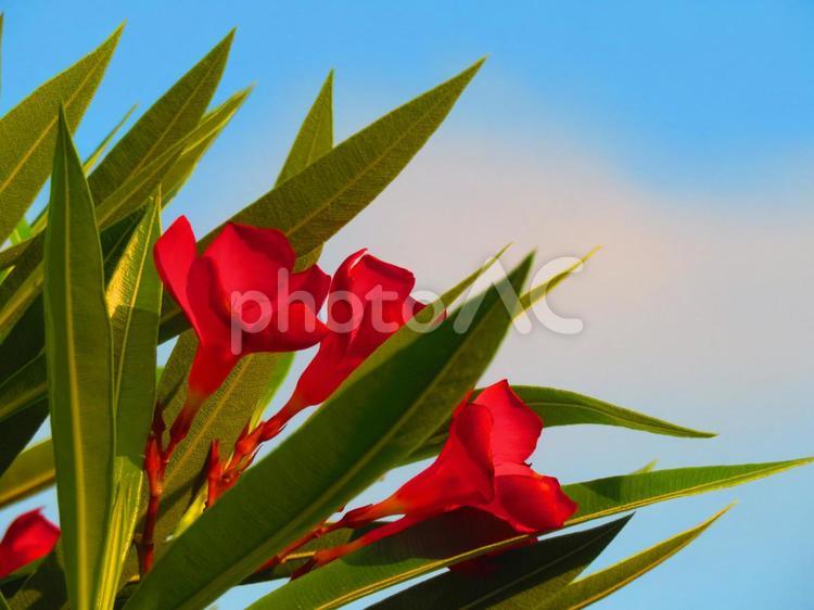 ７月中旬の朝日を浴びるキョウチクトウの花 背景,キョウチクトウ,夾竹桃の写真素材