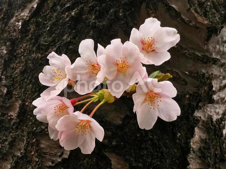 枝に咲いた桜の花 さくら,花,春の写真素材