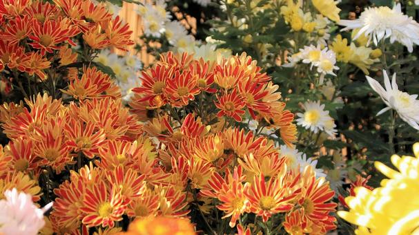 楽寿園の菊まつりにて 菊,秋,花の写真素材