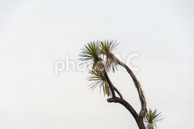 南国の植物 植物,葉,南国の写真素材