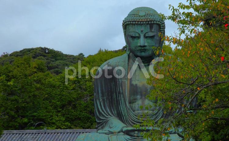 鎌倉大仏ー鎌倉市ー神奈川県 大仏,鎌倉大仏,国宝銅像の写真素材