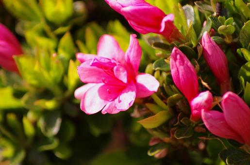 flower, JPG
