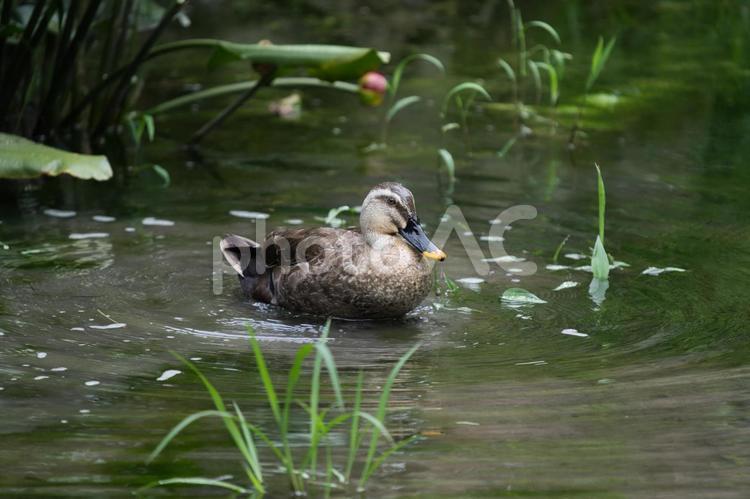 静かな池に佇むカルガモの姿⑤ カルガモ,鴨,水鳥の写真素材