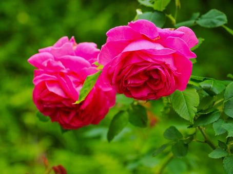 Landscape with roses, JPG