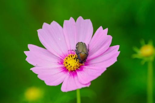 コスモスとハナムグリ⑵ コスモスとハナムグリ⑵ 花,コスモス,植物の写真素材