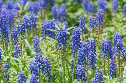 群生するムスカリ 群生するムスカリ ムスカリ,花,葡萄風信子の写真素材