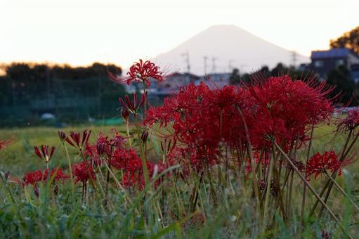 富士山を背景にした彼岸花の群生 富士山を背景にした彼岸花の群生 彼岸花,曼珠沙華,花の写真素材