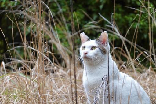 草むらの中のシロキジネコ 草むらの中のシロキジネコの写真