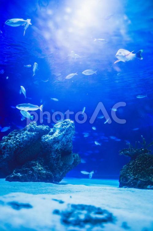 水中探索 魚,海,blueの写真素材