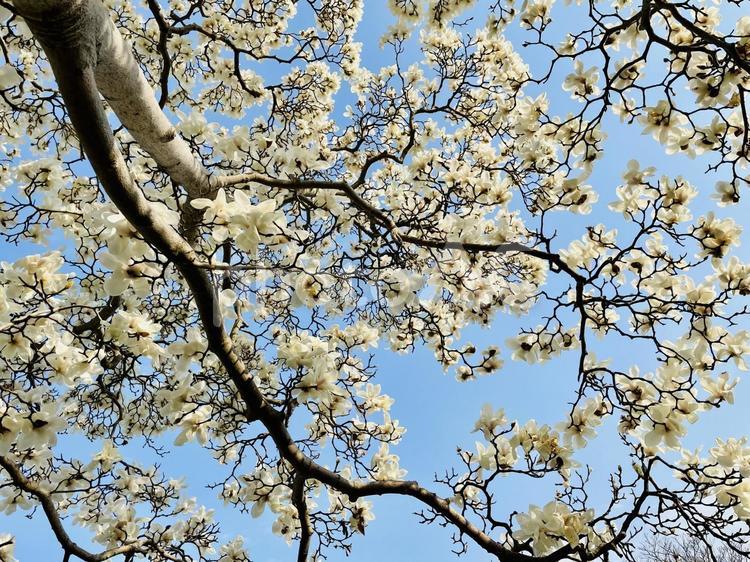 見上げる空とハクモクレン ハクモクレン,3月,花木の写真素材