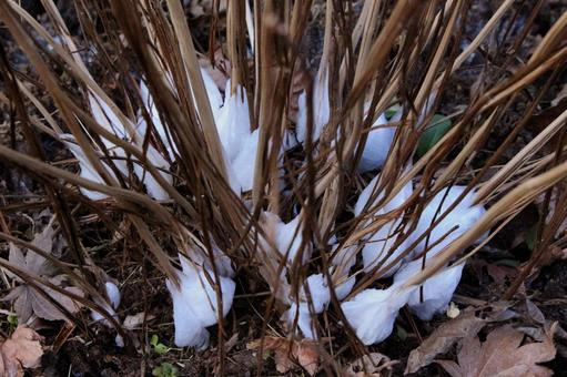 シモバシラ　（植物） 風物詩,白色,シモバシラの花の写真素材