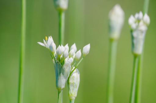 ニラの花⑶ ニラの花⑶の写真