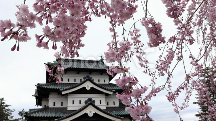 弘前城と桜 弘前城,弘前公園,桜の写真素材