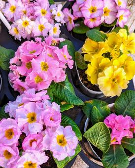 鉢植え 鉢植えの写真