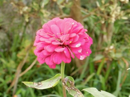 【花の写真】 ヒャクニチソウ（百日草） 百日草,ヒャクニチソウ,植物の写真素材