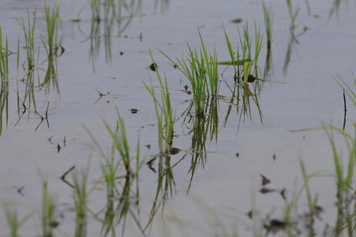 水田 水田 水田,田んぼ,田の写真素材